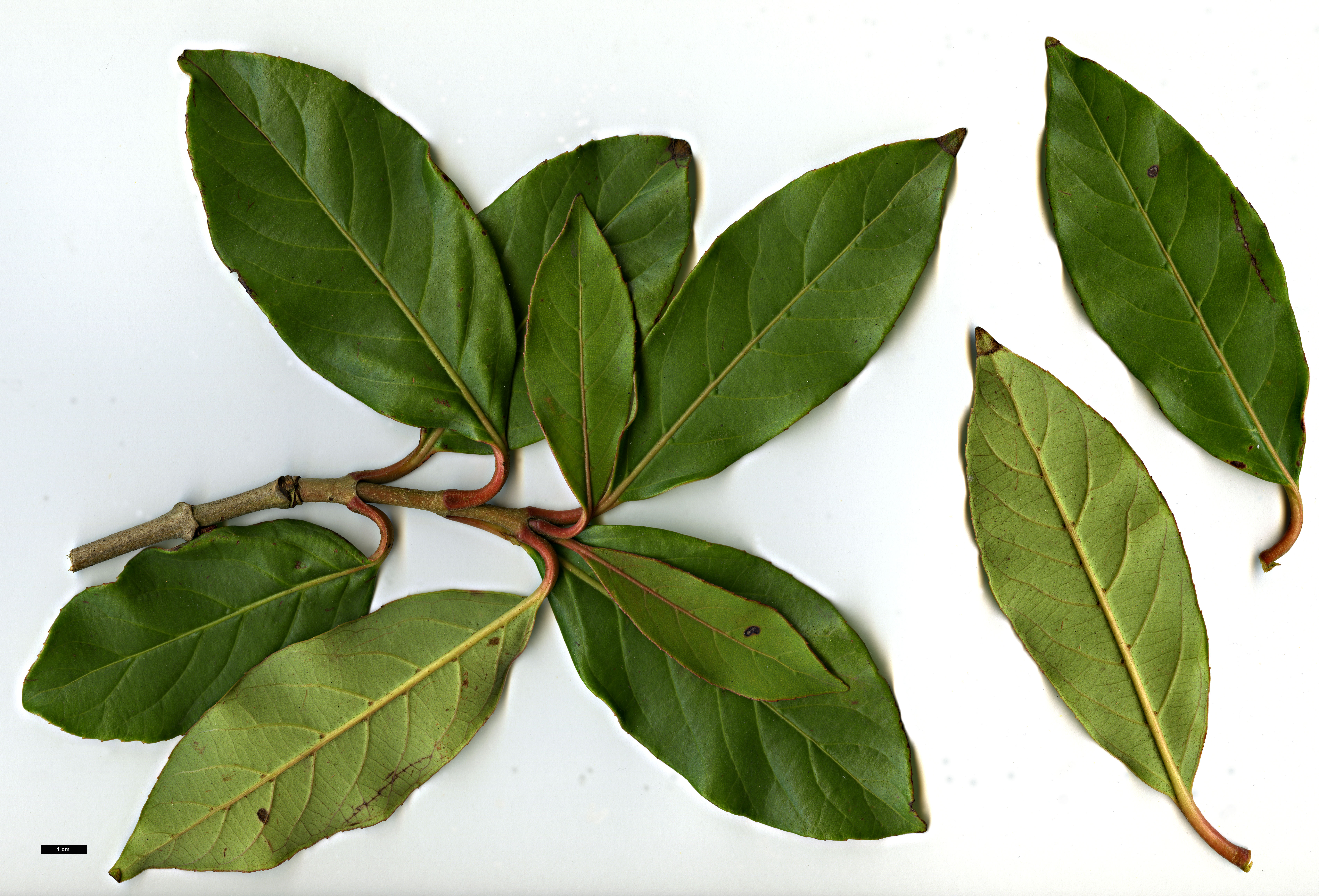 High resolution image: Family: Adoxaceae - Genus: Viburnum - Taxon: odoratissimum - SpeciesSub: var. arboricola
